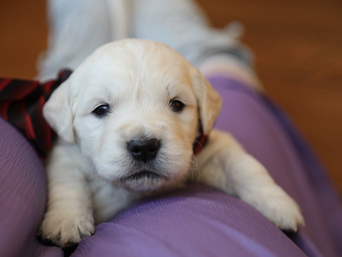 Trooper (2).JPG