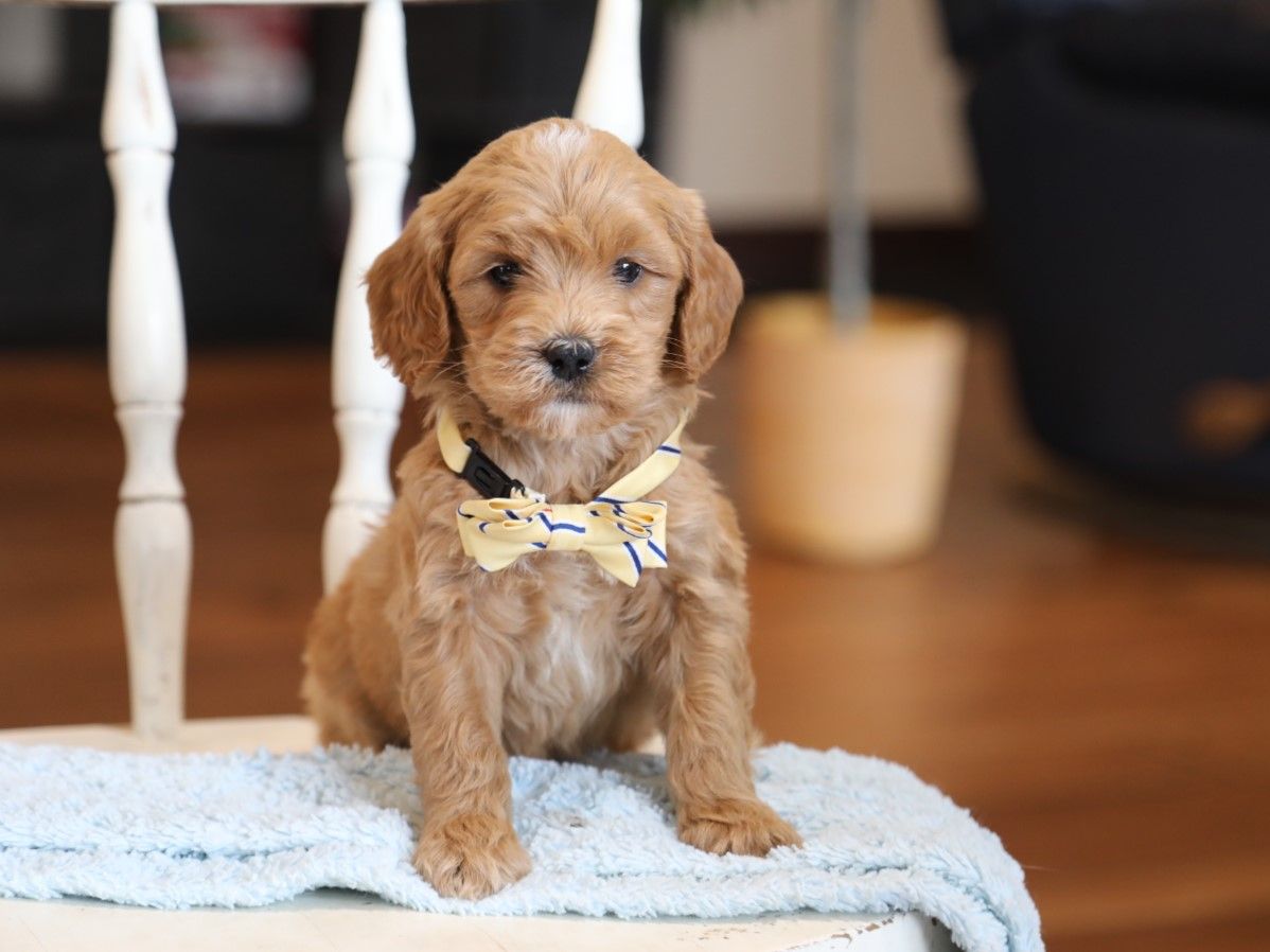 Dudley (3).JPG