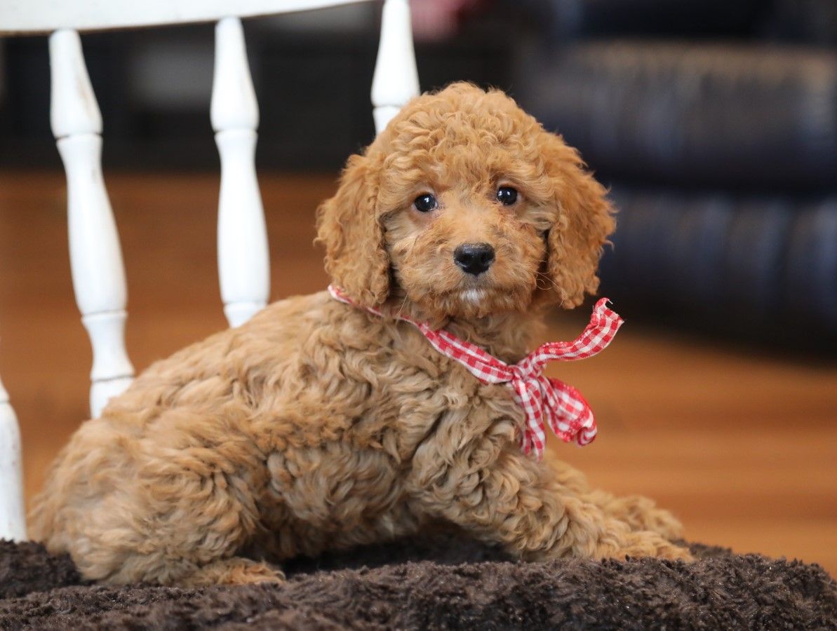  Dallas • click to meet