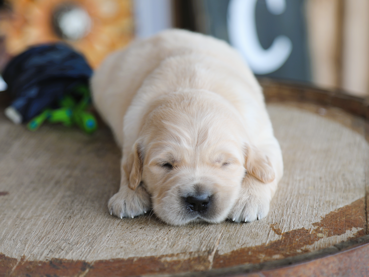 Juniper • click to meet
