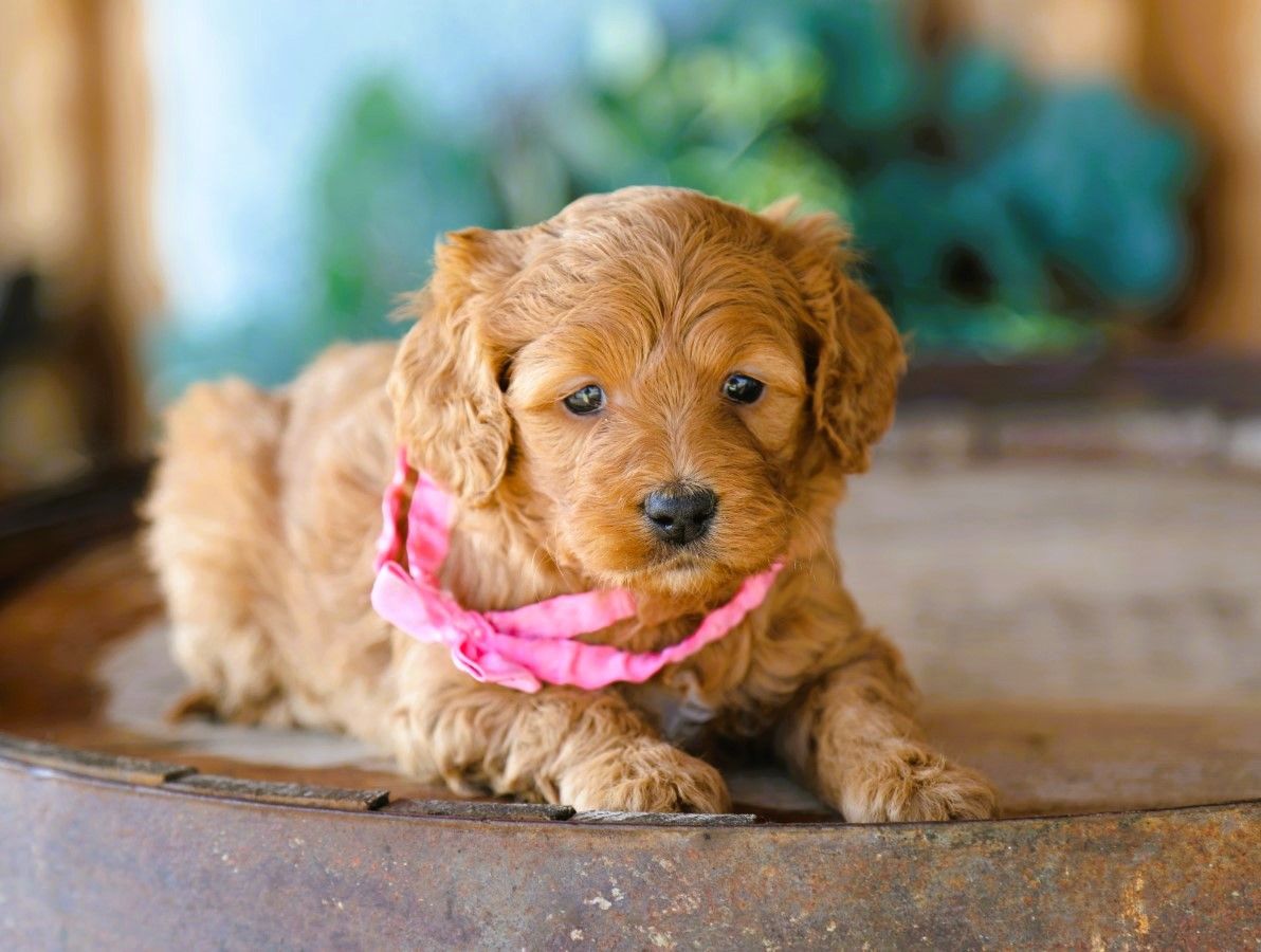 lacey (1).JPG