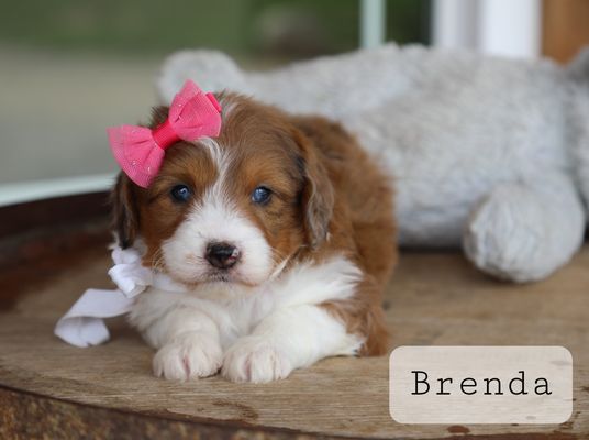 Brenda - click to meet