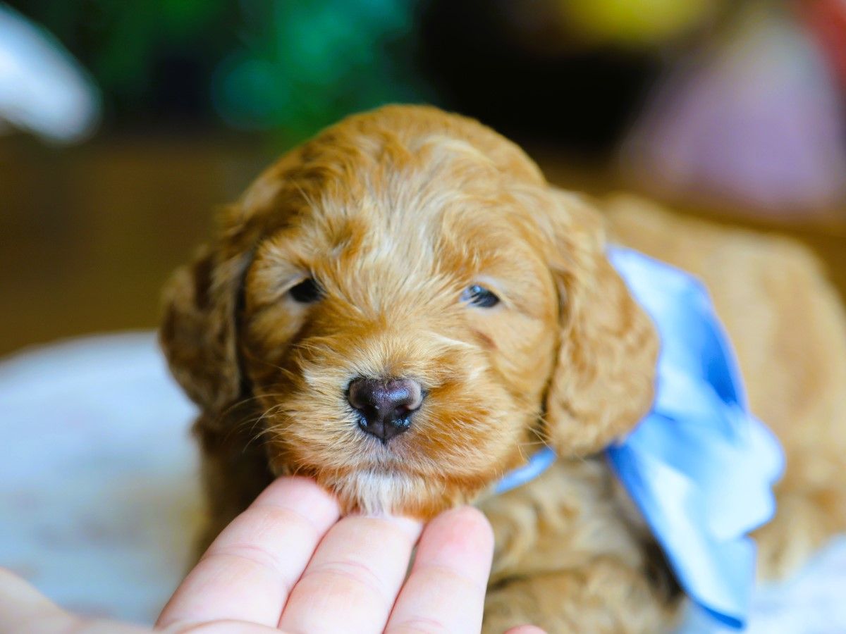 teddy (2).JPG