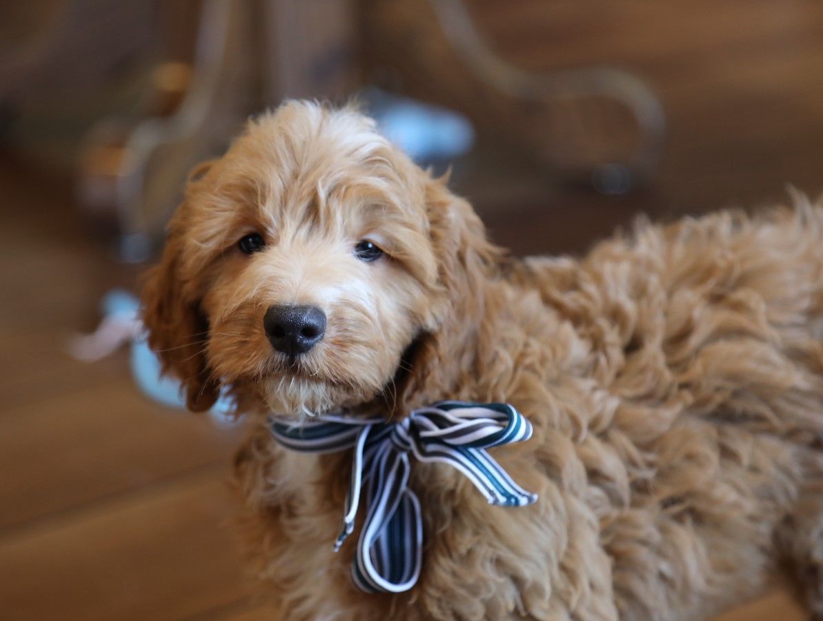 Timmy' (2).JPG
