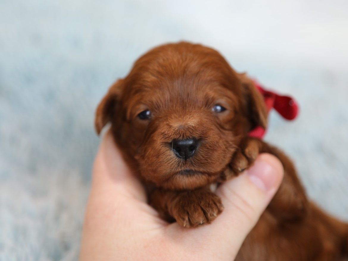Indy (4).JPG