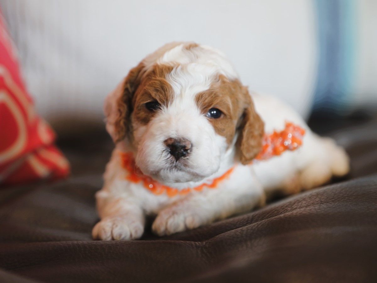 Ford • click to meet