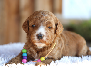 Kandy • click to meet