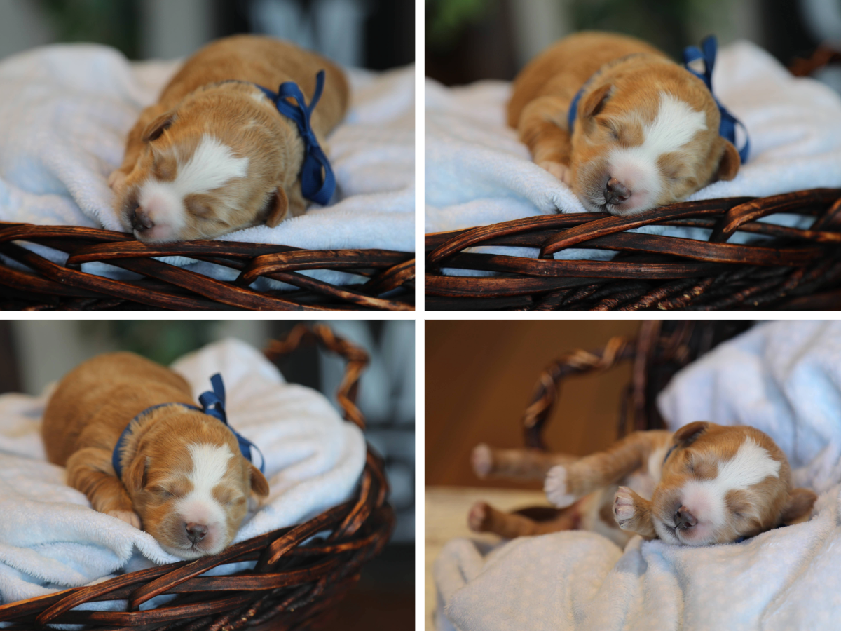 New Litters 4-10-1-Rose (1).png