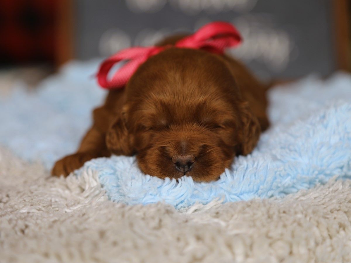 Sparkles • click to meet