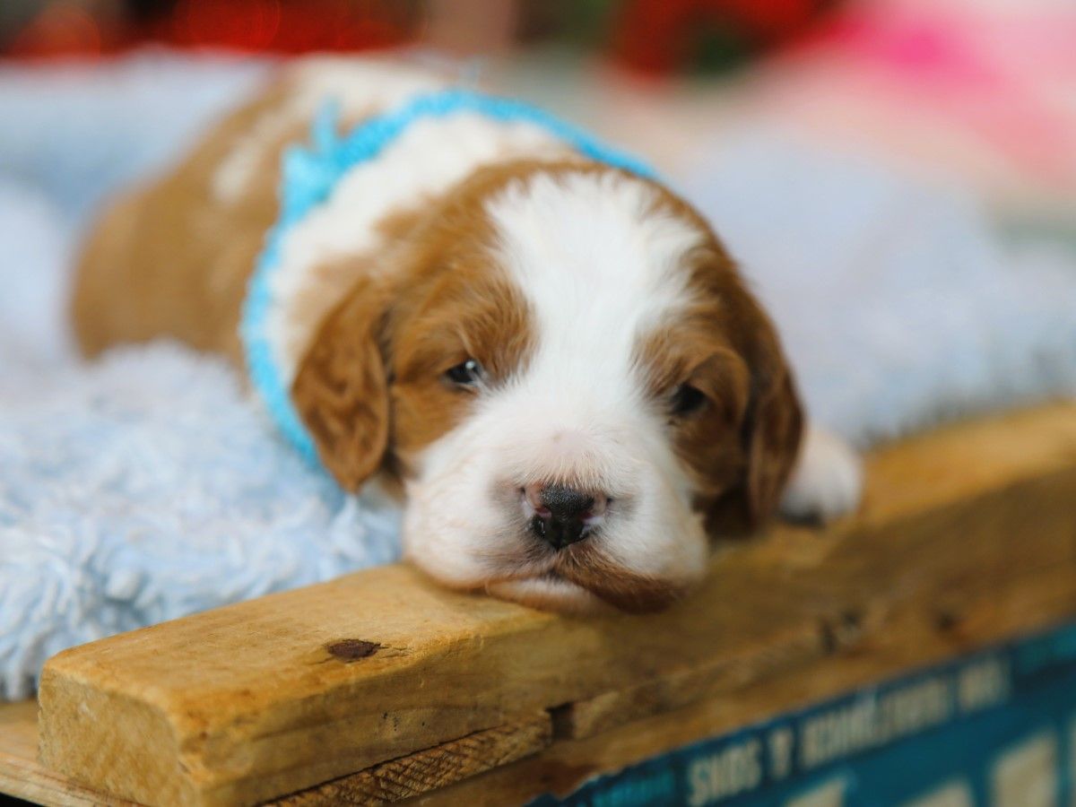 Tucker • Click to meet