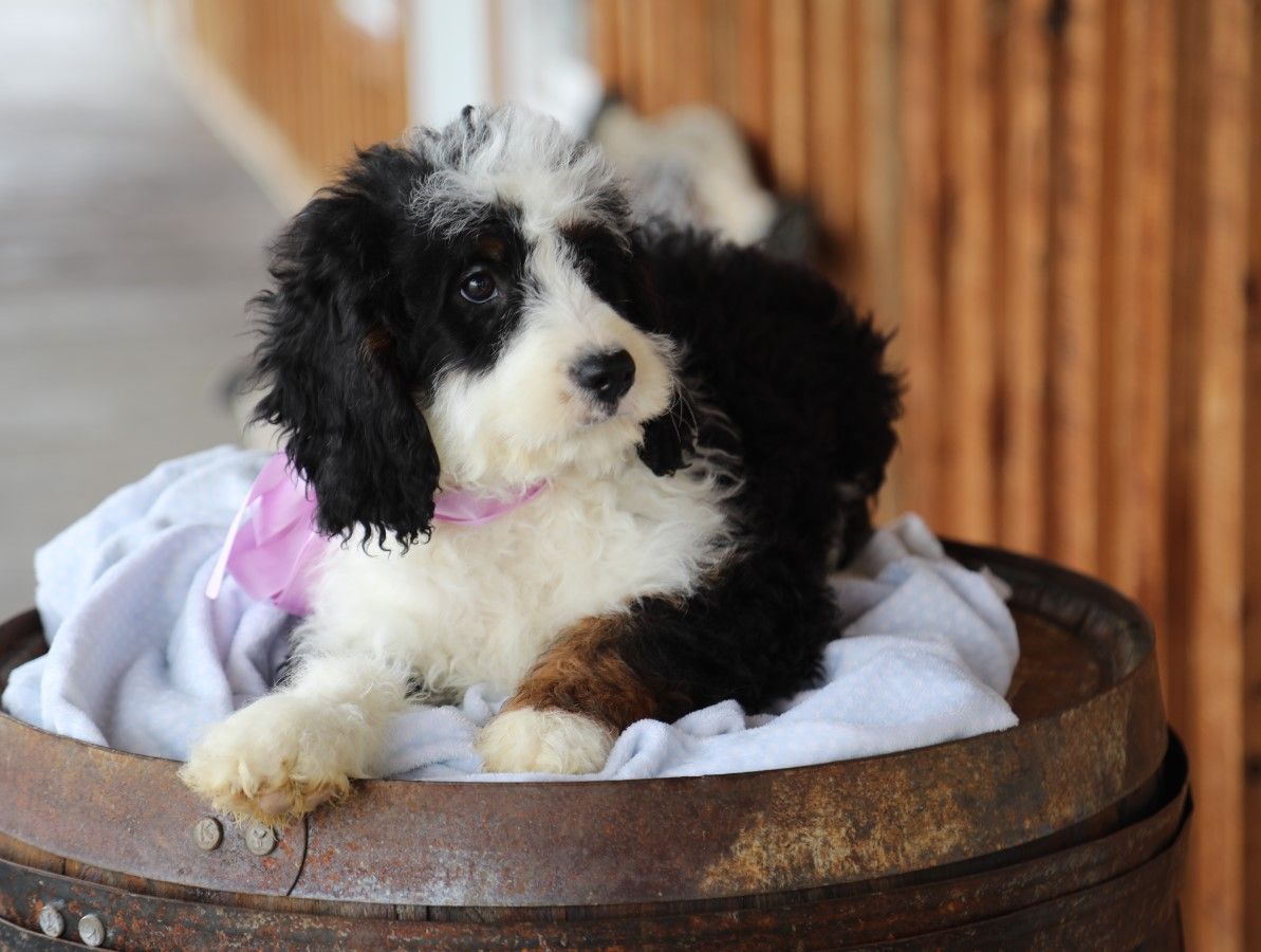  Lily - click to meet