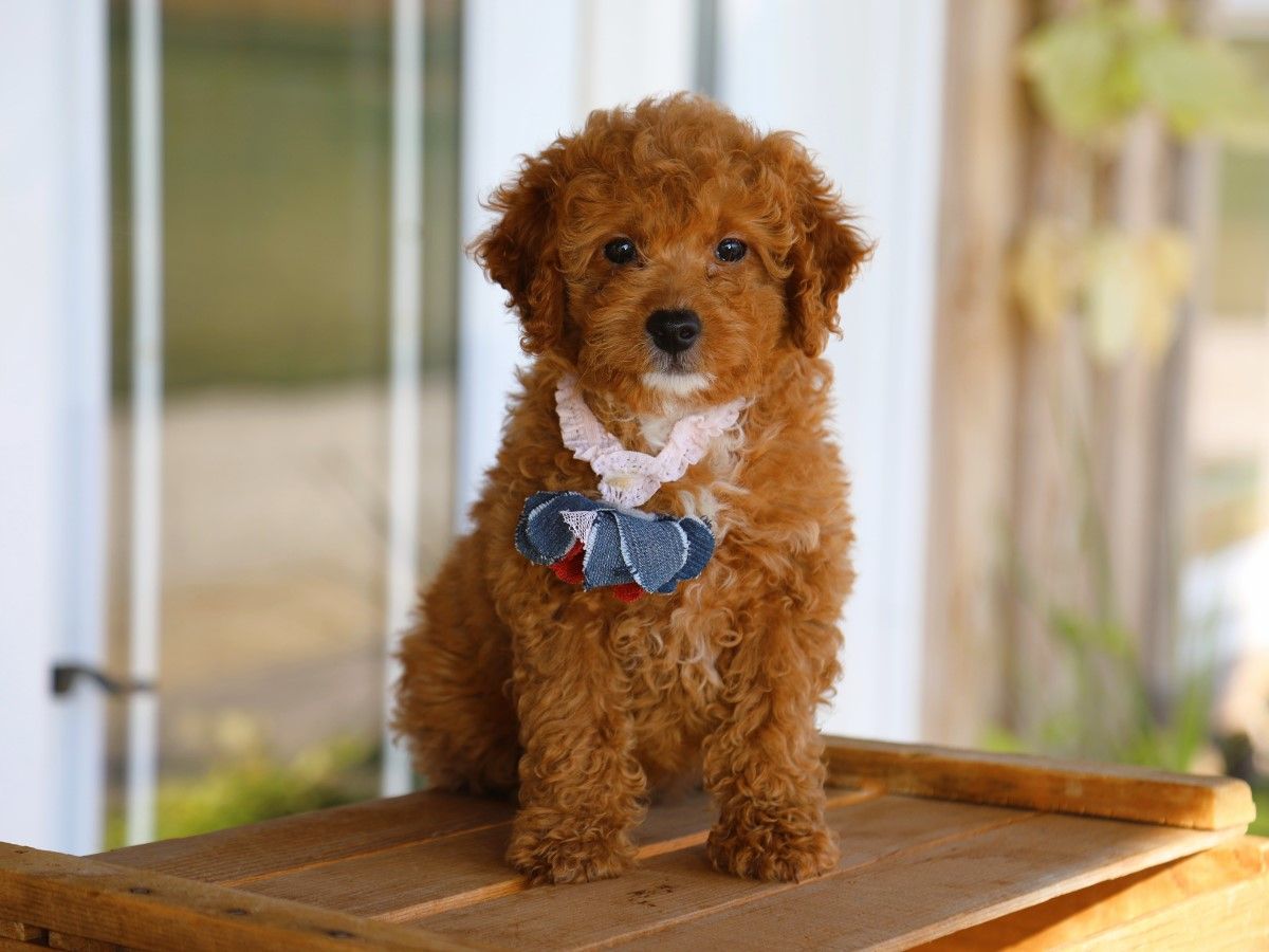 maple (4).JPG