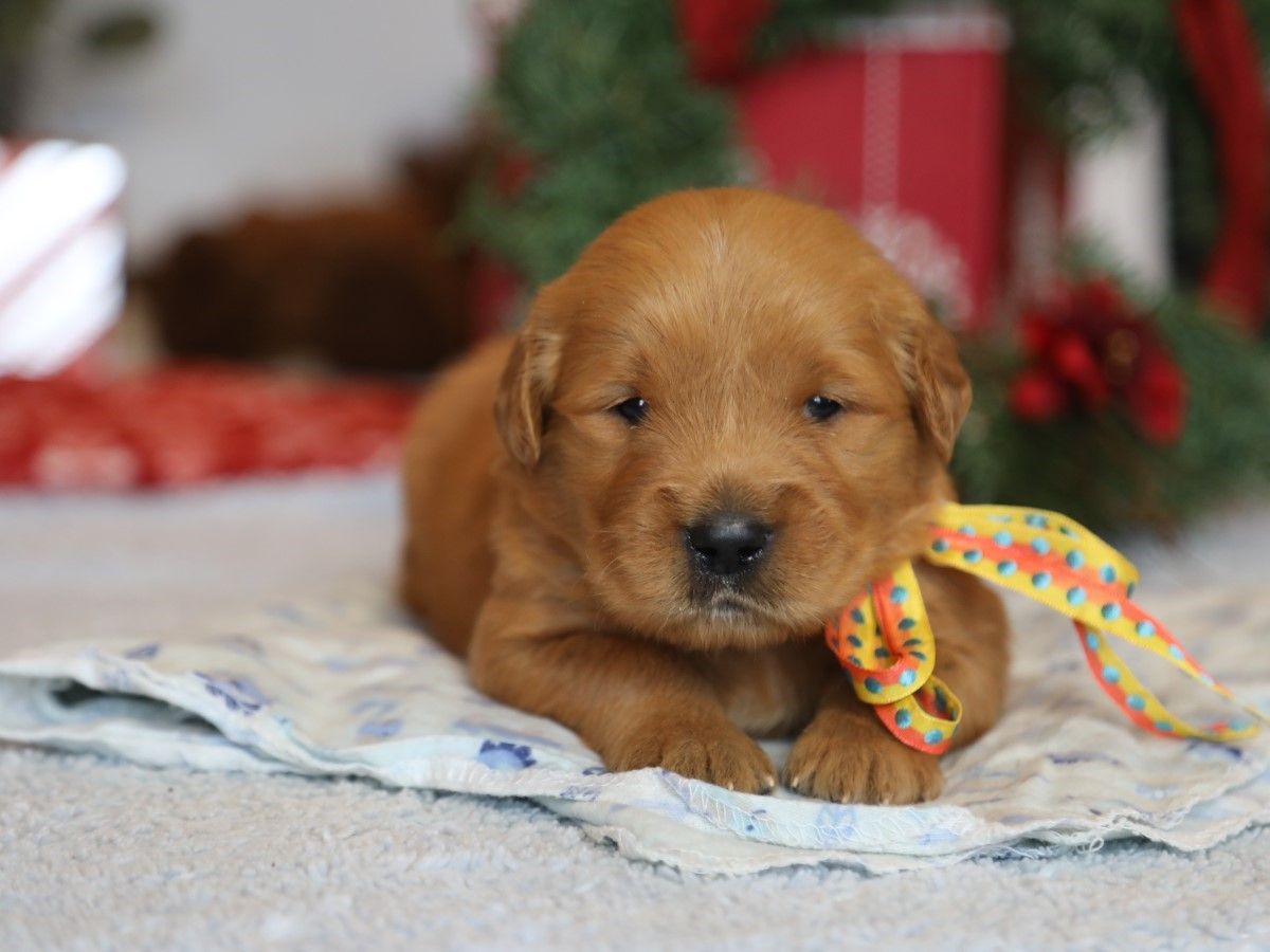 Simba - Click to meet