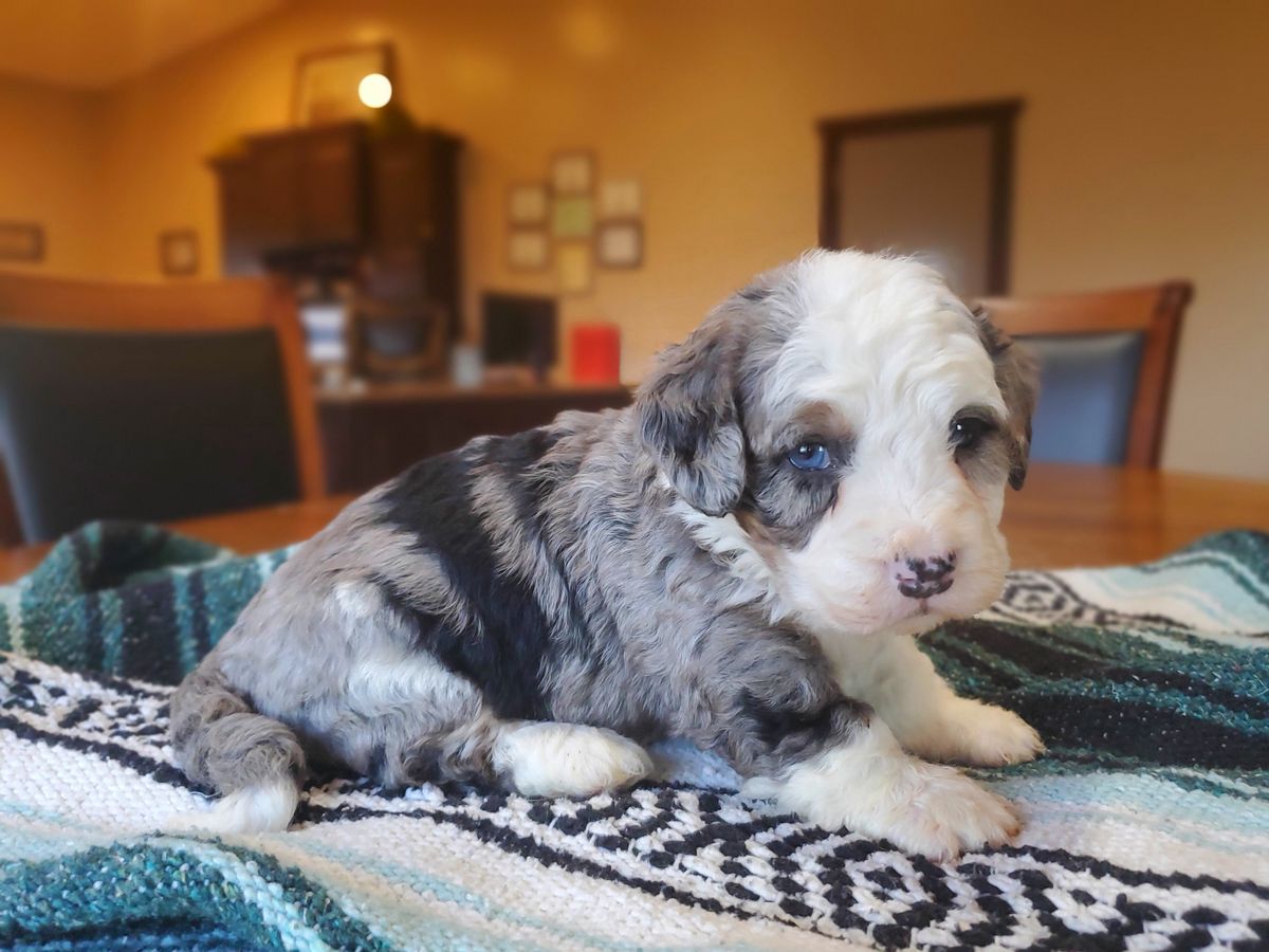 reggie (4).jpg