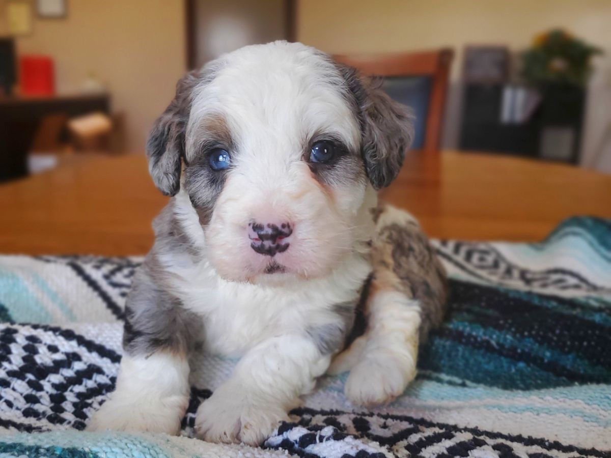 Denver CO REGGIE • RESERVED