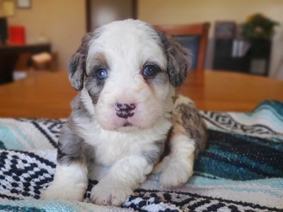 Denver CO REGGIE • RESERVED