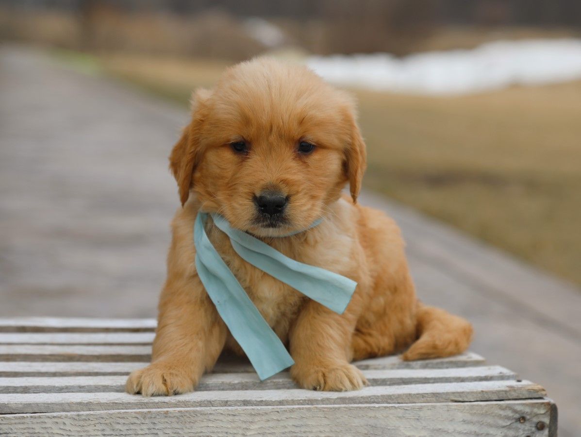 cooper (2).JPG