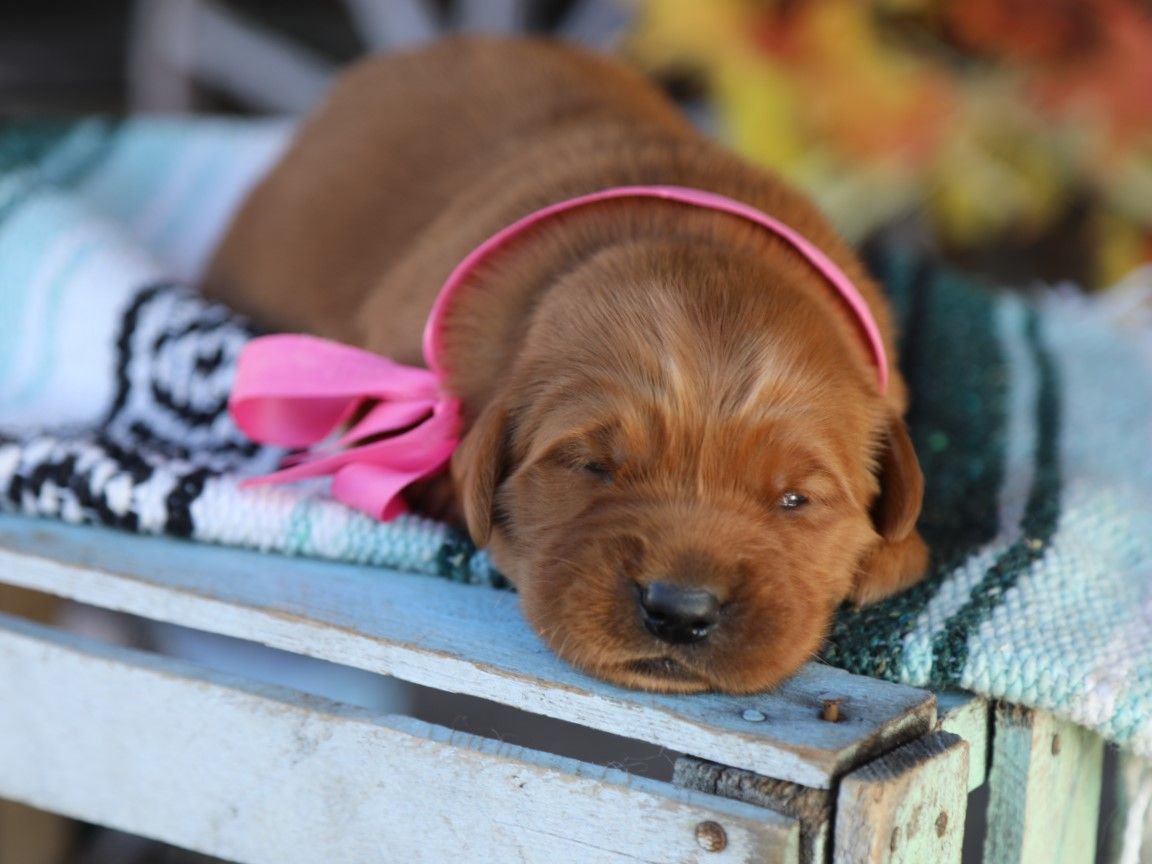 Goldie • Click to meet