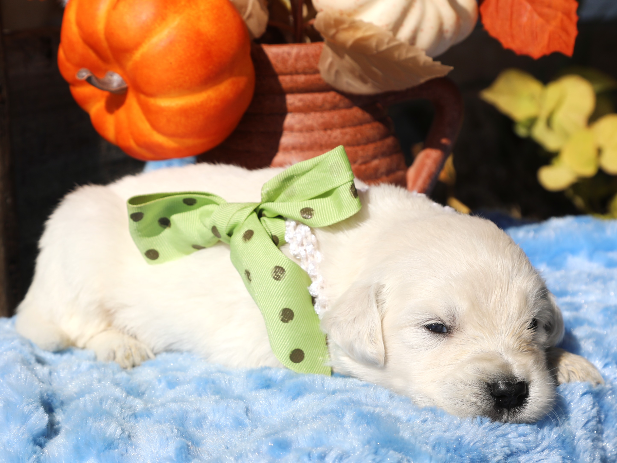 Butters • click to meet