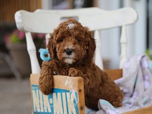 Barnie • click to meet