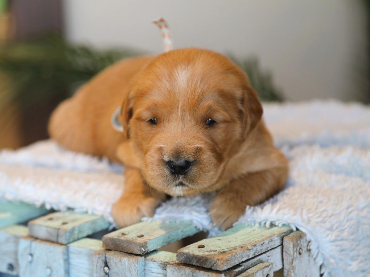 Alexander (3) (1).JPG