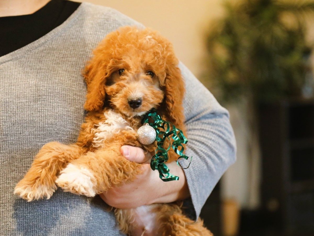 Finnegan • click to meet