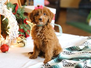  Suki • click to meet