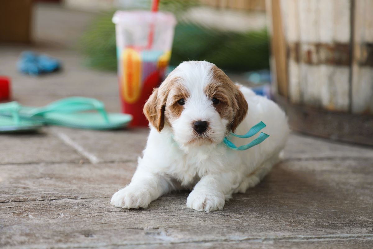 kai (2).JPG