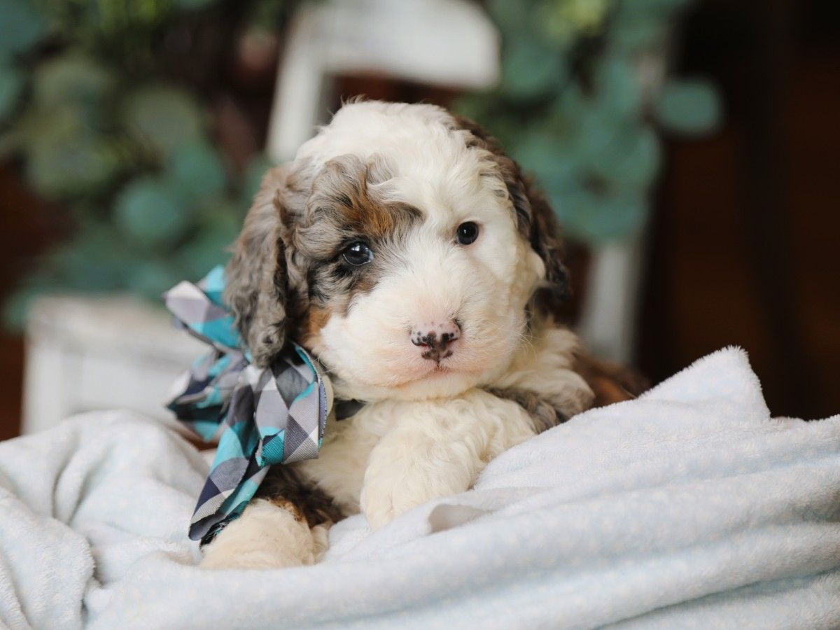 Boba (4).JPG