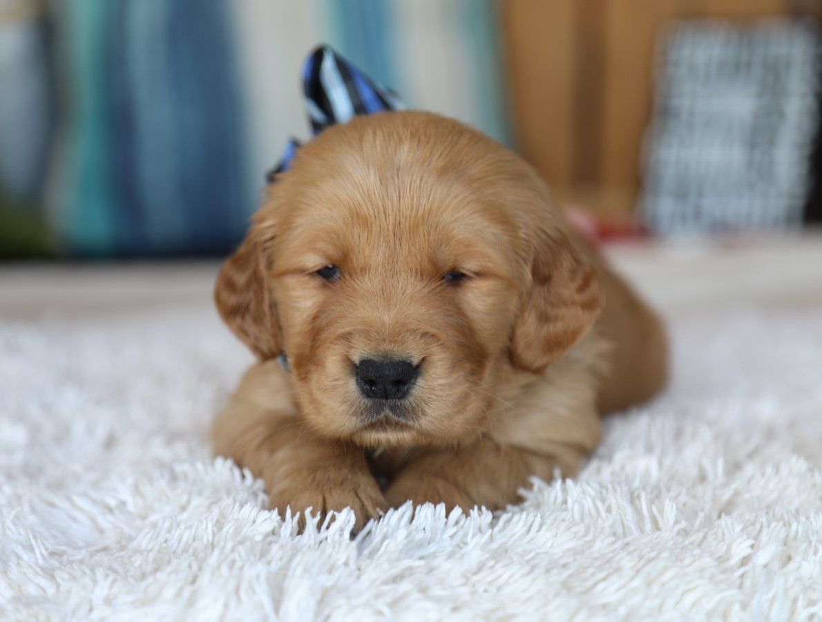 Cole - Click to meet