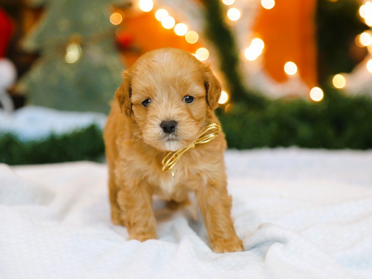  Ned • click to meet