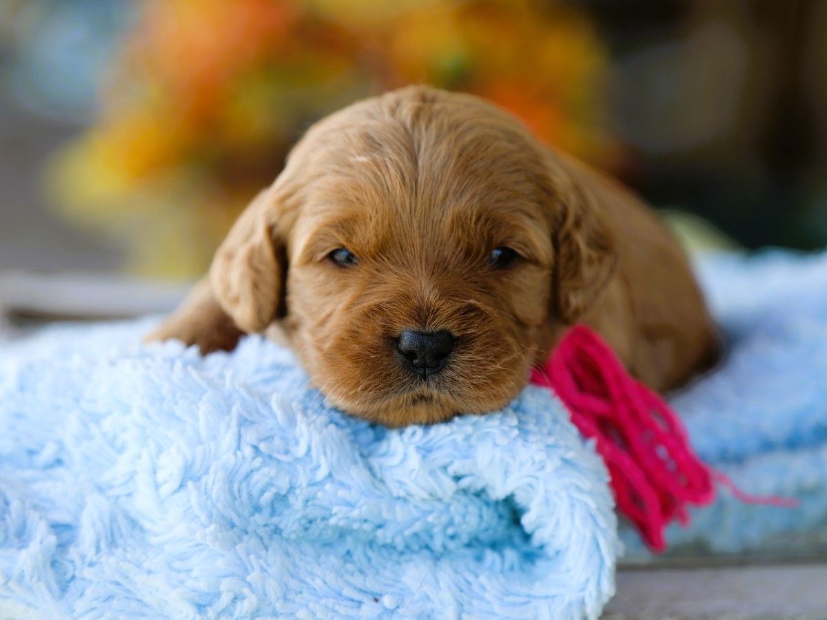 Taffy (3).JPG