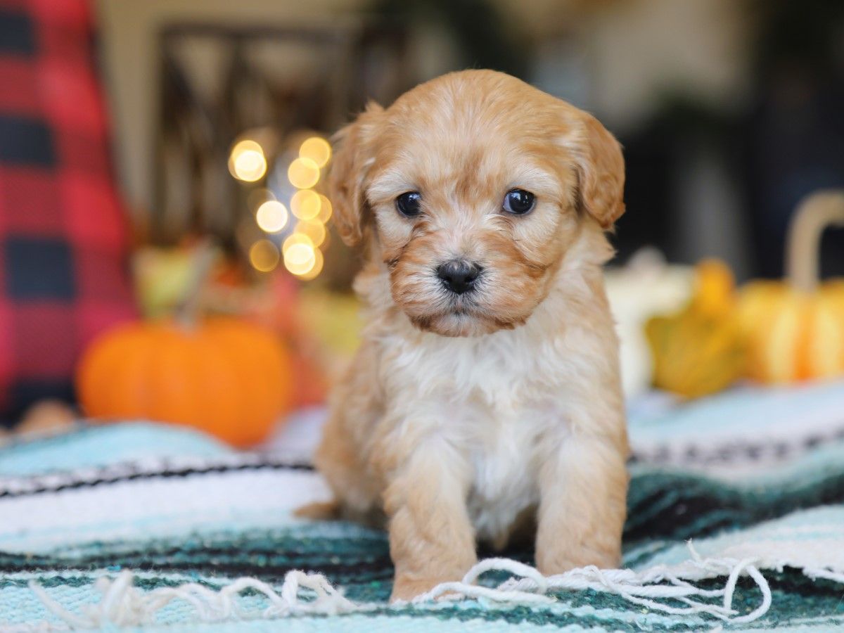 Winchester • click to meet