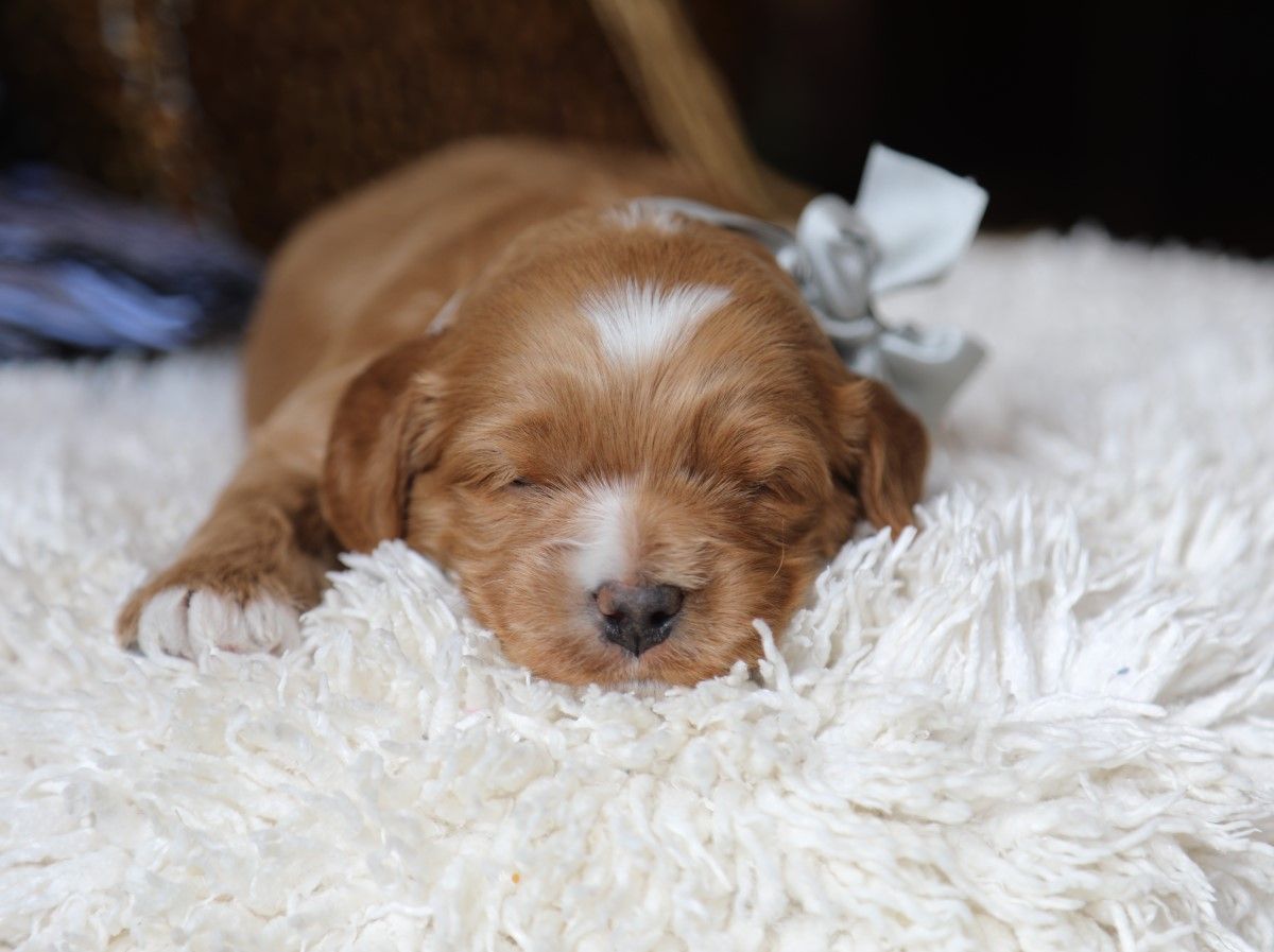 Truffle (1).JPG