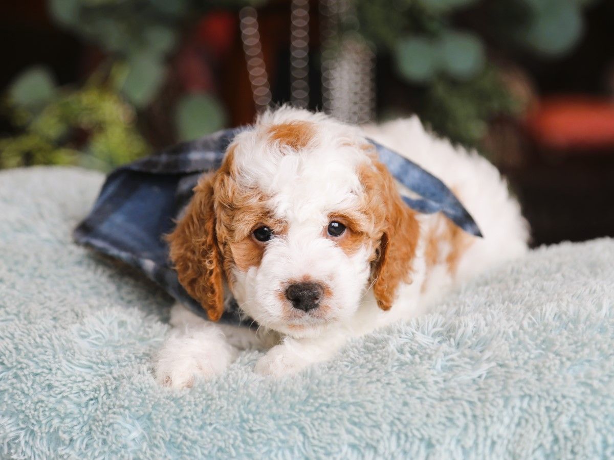 oliver (3).JPG
