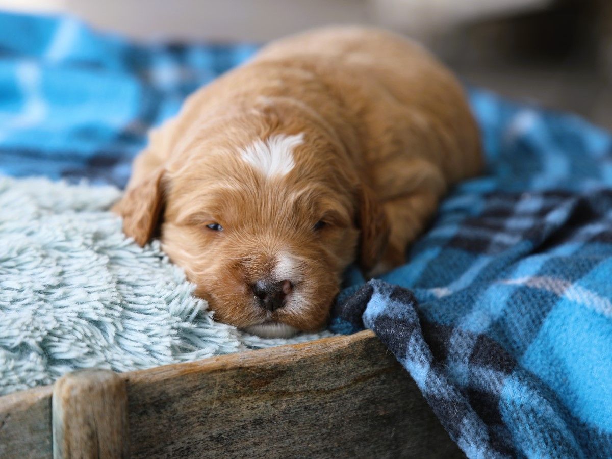 Teddy (3).JPG