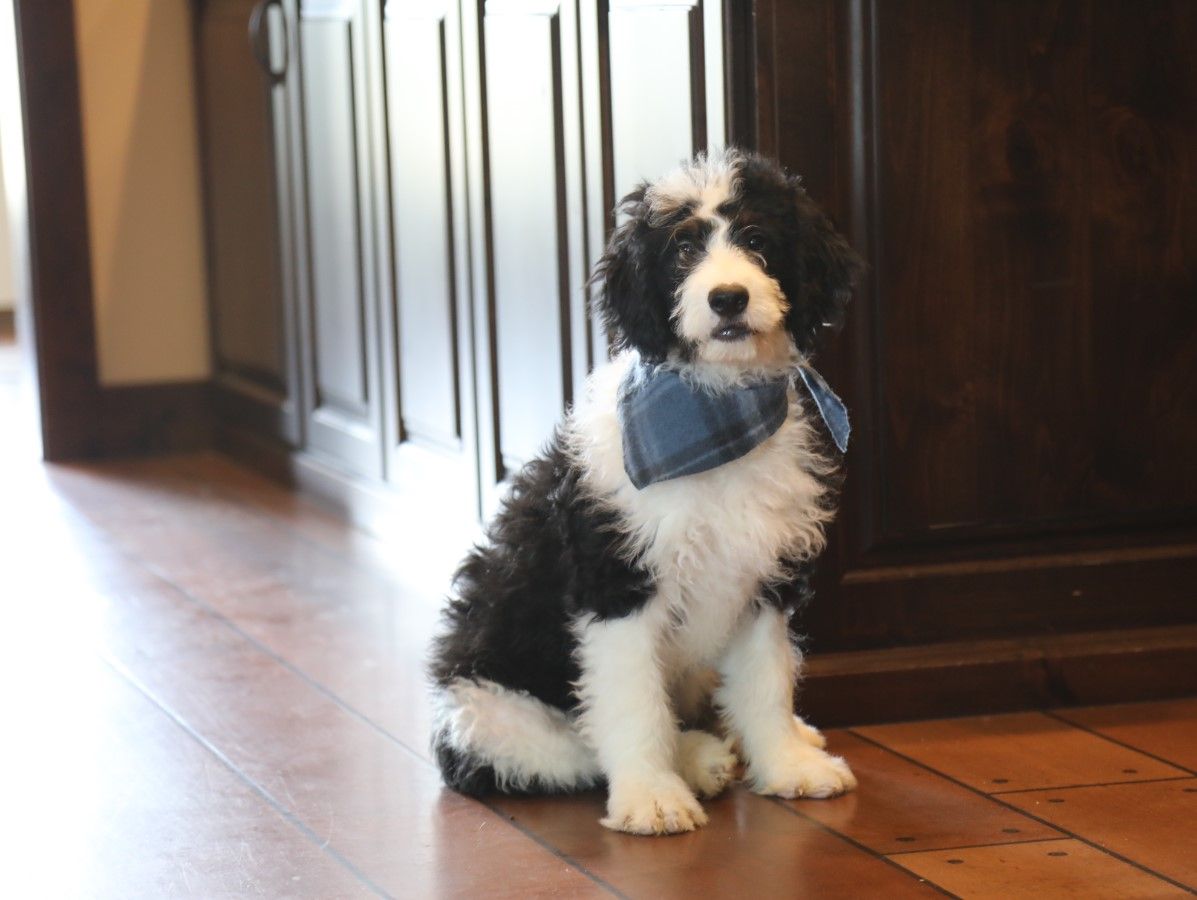  Troy - click to meet
