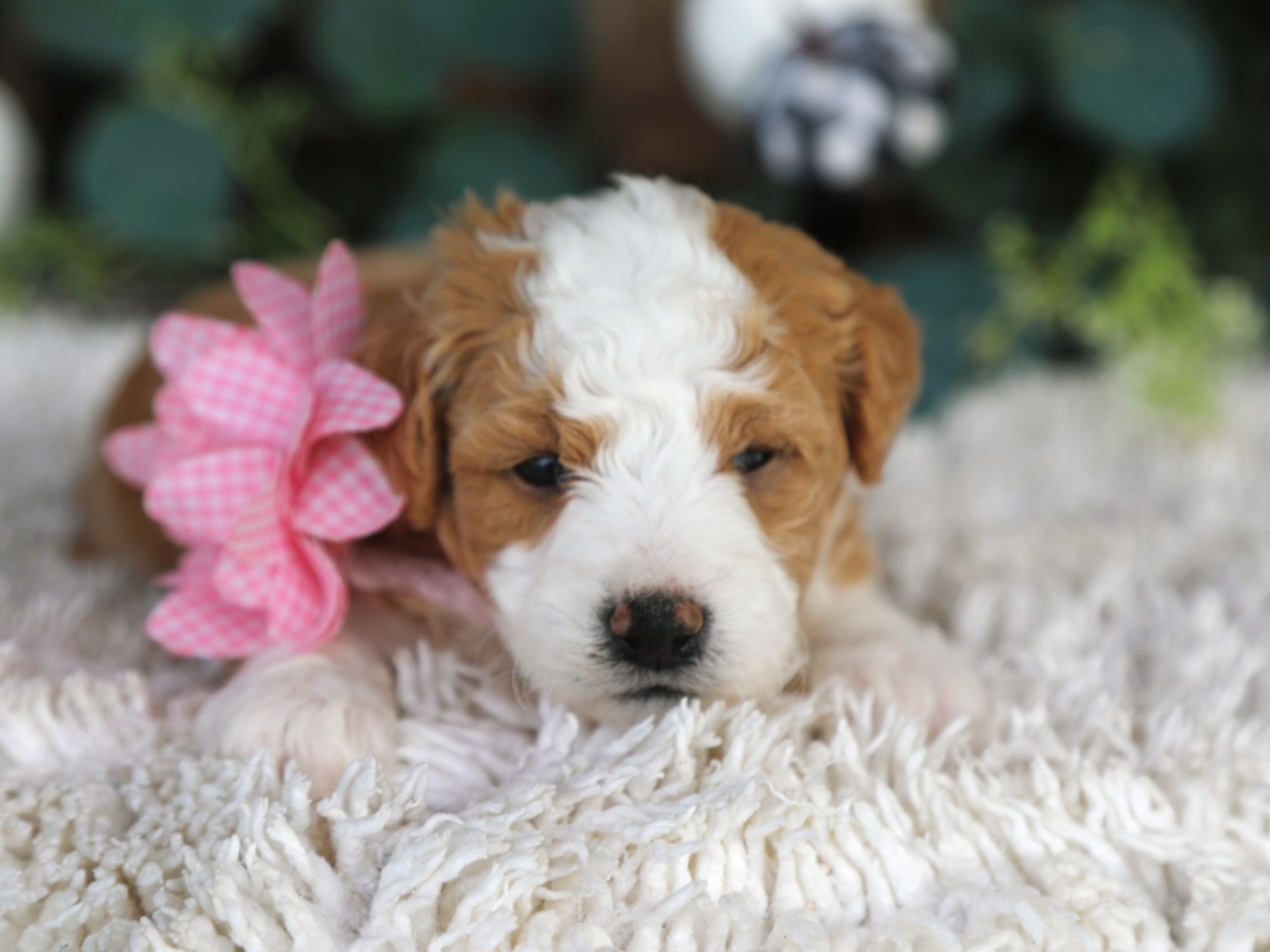 Lilo (2).JPG
