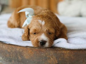 Brownie • click to meet