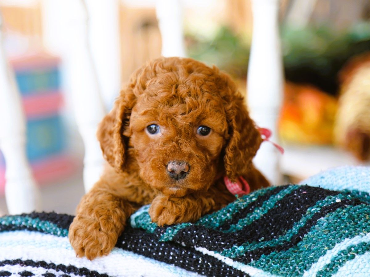Lenny (2).JPG