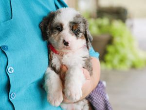 Patty • click to meet