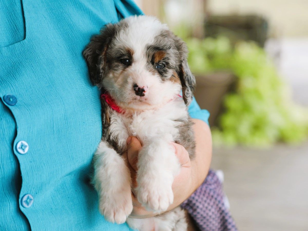 Patty • click to meet