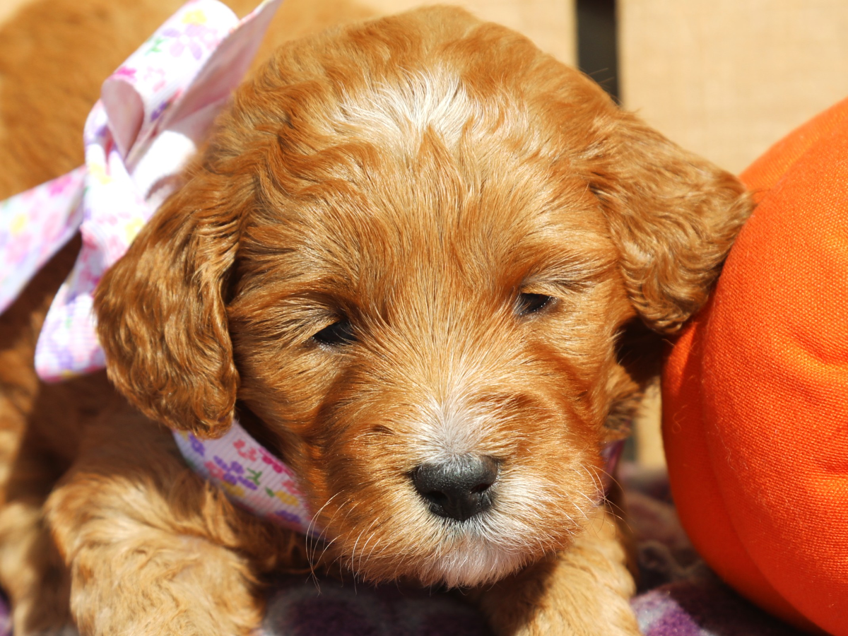 Duchess • click to meet