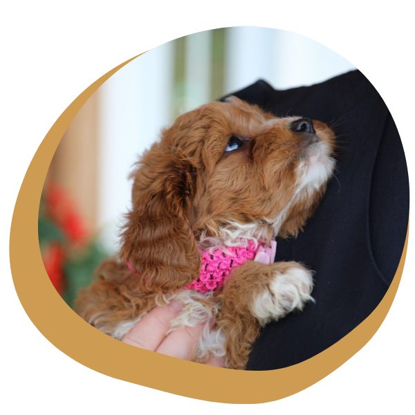Mini Goldendoodles - Image 1.png