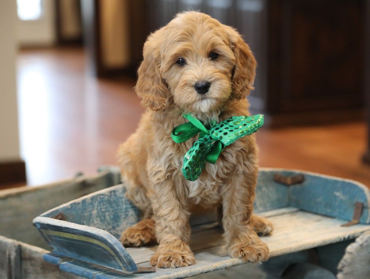 Dudley (3).JPG