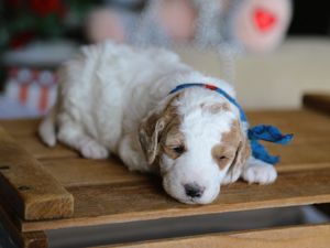 Spencer • click to meet