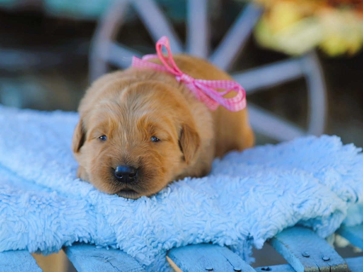 Hazel (2).JPG