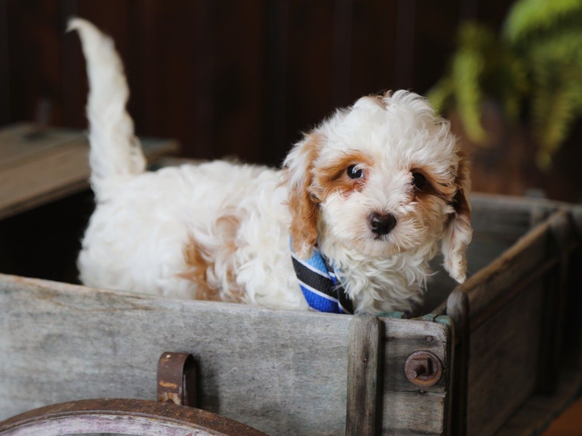 Biscuit (1).JPG