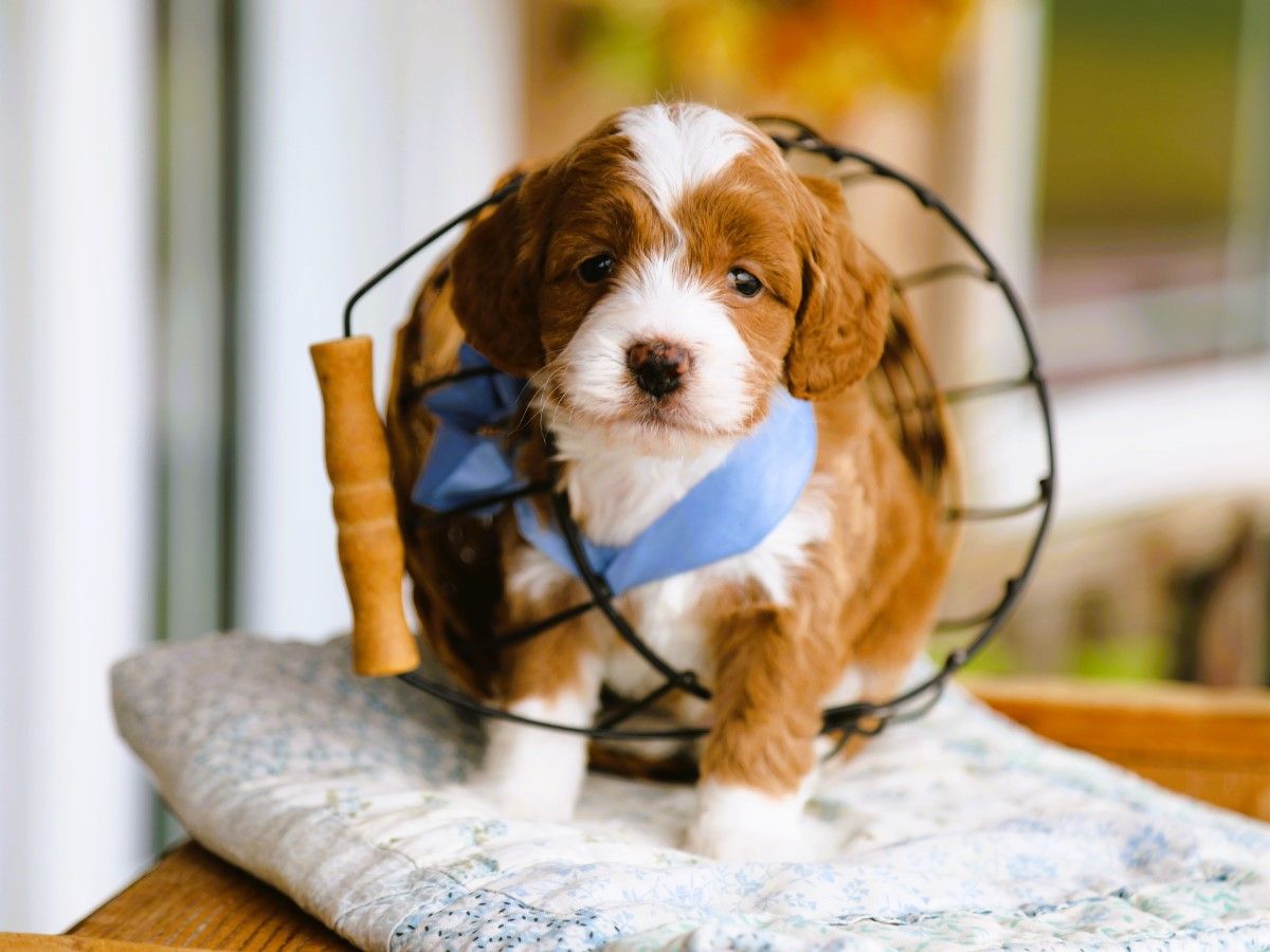  Toffee • click to meet
