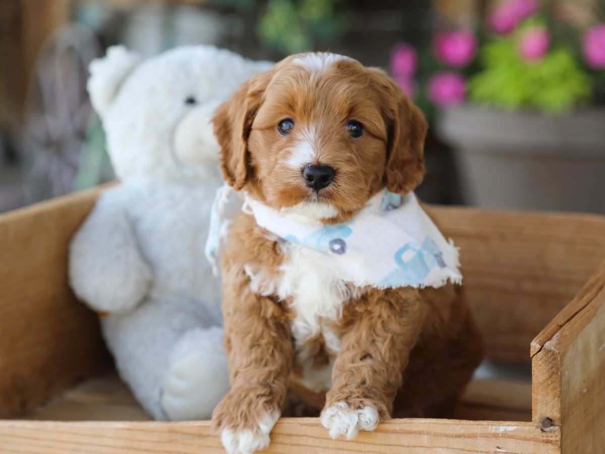 Truffle (1).JPG